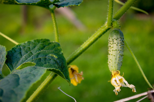 Growing small cucumbers.Flowers and cucumber ovaries. Gherkin, pickles. Close-up. - Photo, Image