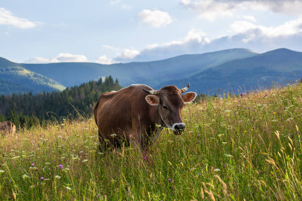 Egy tehén füvet eszik a hegyekben. - Fotó, kép