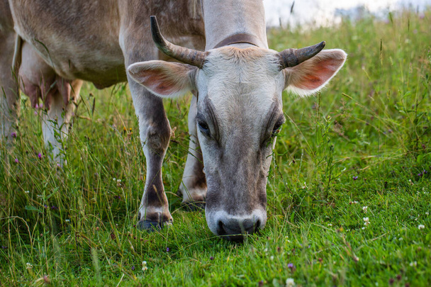 Una vaca está comiendo hierba en la montaña - Foto, imagen