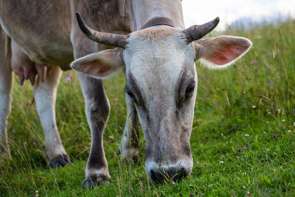 Una mucca mangia erba in montagna - Foto, immagini