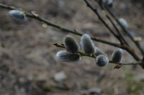 Spring nature background with pussy willow branches. Young furry willow catkins as a one of the earliest signs of spring - Valokuva, kuva