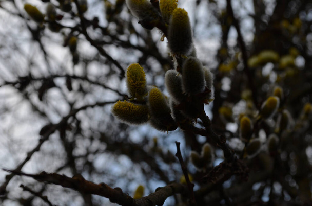 Frühling Natur Hintergrund mit Muschi Weidenzweige. junge pelzige Weidenkätzchen als eines der frühesten Zeichen des Frühlings - Foto, Bild