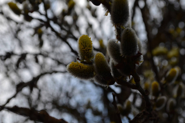 Spring nature background with pussy willow branches. Young furry willow catkins as a one of the earliest signs of spring - Zdjęcie, obraz