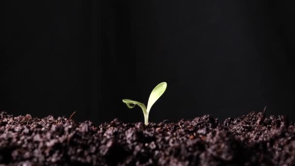 piccola pianta germogliata in giardino - Filmati, video