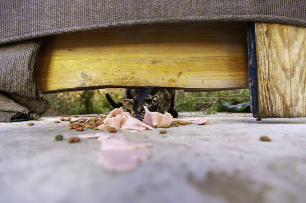 Sokakta yemek yiyen sokak kedileri, terk edilmiş hayvanların detayları. - Fotoğraf, Görsel