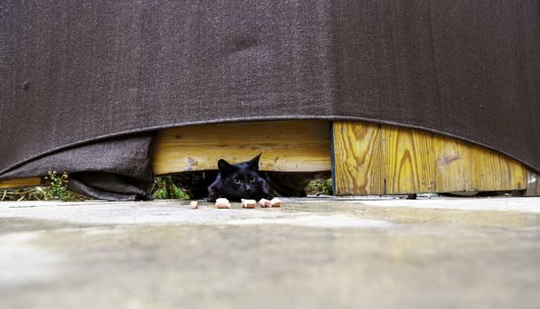 Kóbor macskák eszik az utcán, részlet az elhagyott állatok - Fotó, kép