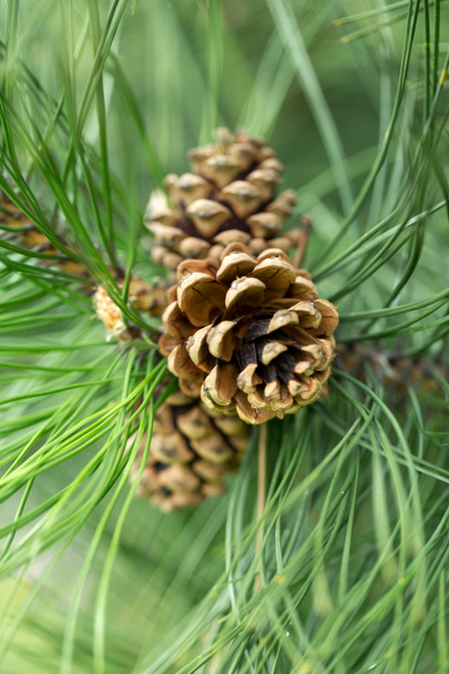 Close up of pine cone in garden - Photo, Image