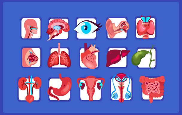 Bright Human Healthy Organs Set Ikona Ikona Wektora Ilustracji.Izolowane na niebieskim tle.Gardła, Pharynx, serce, wątroba, jelita, żołądek, płuca, nerki, jelita grubego, macica, narządy łonowe.Viscera ludzkiej anatomii - Zdjęcie, obraz