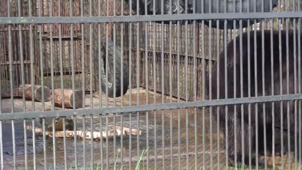 Duży niedźwiedź brunatny w niewoli w zoo - Materiał filmowy, wideo