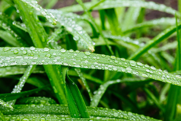 Hojas verdes frescas con gotas de rocío de cerca. El agua gotea sobre las hojas frescas después de la lluvia. rocío claro de la mañana en las hojas verdes. - Foto, imagen