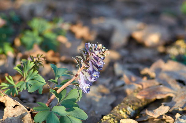 コリダリス・カヴァ、 4月にコリダリスの紫色の春の花 - 写真・画像