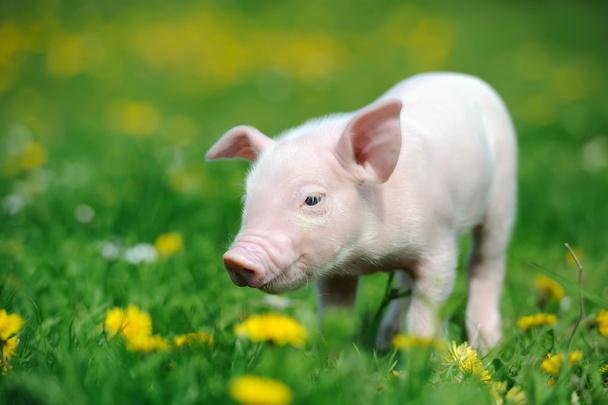 jonge varken op een groen gras - Foto, afbeelding