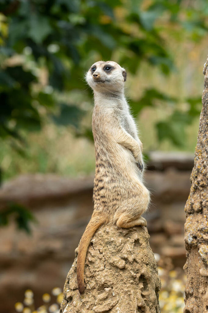 Meerkat che pattuglie erette in guardia - Foto, immagini