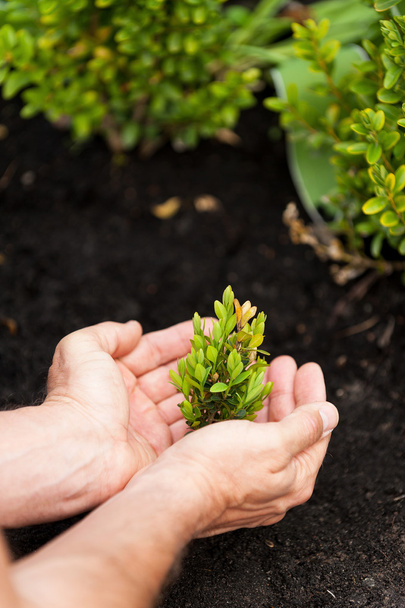 Male hands holding green plant - Photo, Image