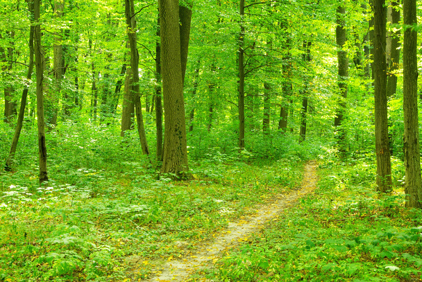 A path is in the green forest - Φωτογραφία, εικόνα