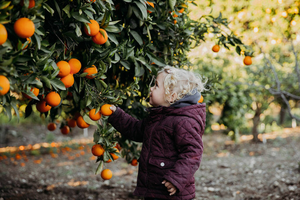 Baby girl in the orange garden. in spring time. Trees with fruits. - Photo, image