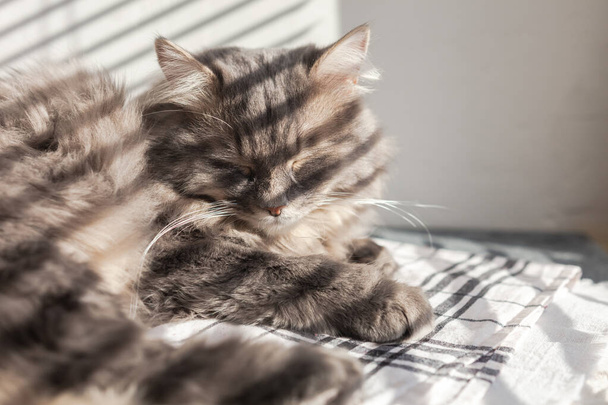 Domestic long haired gray cat with green eyes sitting near window with shades from blinds and having sun. Selective soft focus. Cat in home interior. Image for veterinary clinics, sites about pets. - Fotografie, Obrázek