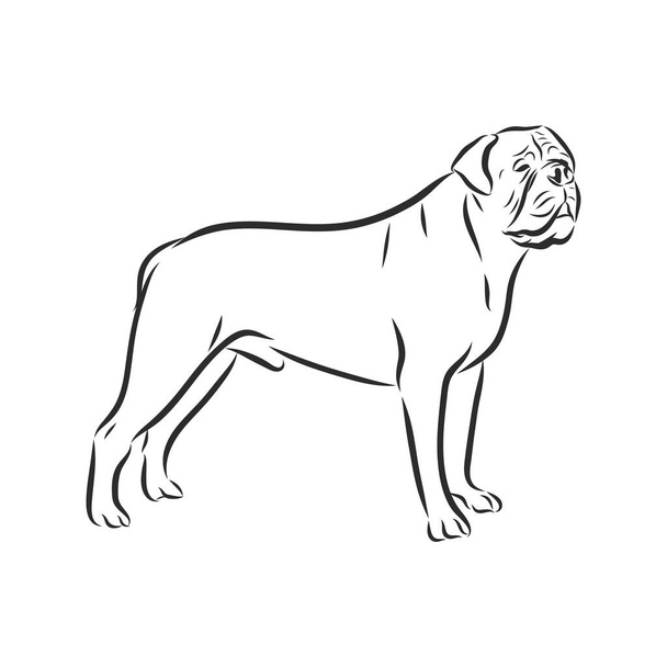 Ζωγραφισμένο στο χέρι σκίτσο Αμερικανού νταή. Γραφικός σκύλος απομονωμένος σε λευκό φόντο. Εικονογράφηση διάνυσμα για τατουάζ και εκτύπωση. - Διάνυσμα, εικόνα