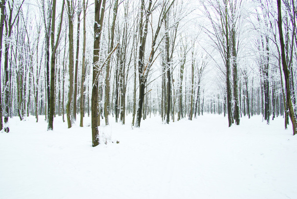 Winter forest - Foto, Imagem