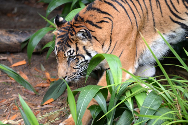 Tigre de Sumatra
 - Foto, imagen