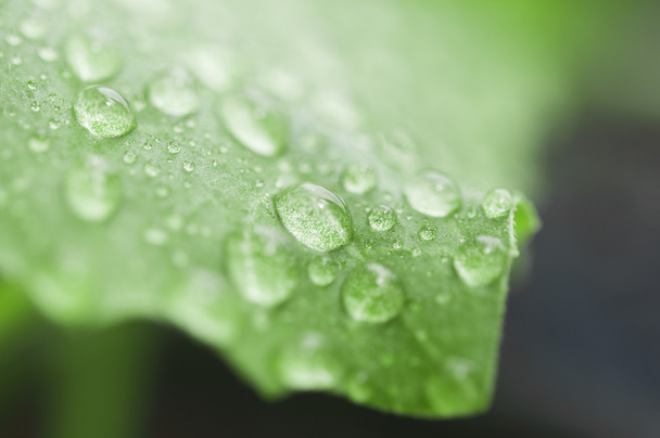Dew drops close up  - Photo, image