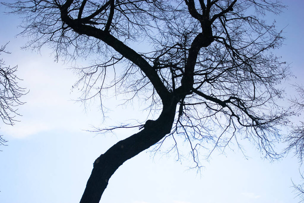 Силуэт голубого чёрного дерева без листьев на фоне голубого светлого неба. Контрастное изображение ветвей деревьев и ствола весной, осенью, зимой. Сухая корона дерева снизу вверх. - Фото, изображение