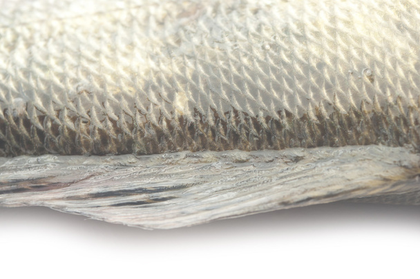 escamas de pescado grunge textura fondo tierra
  - Foto, Imagen