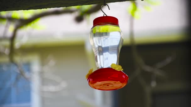 Kolibri fliegt und trinkt Nektar aus einem Kolibri-Futterhäuschen im Garten - Filmmaterial, Video