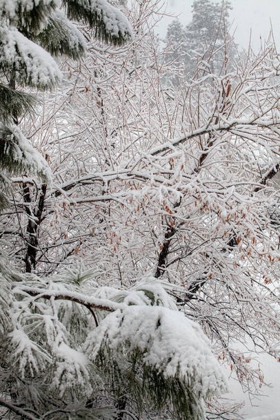 Nieve cubriendo ramas de Aspen y Pinos durante una tormenta de nieve en Prescott, Arizona - Foto, imagen