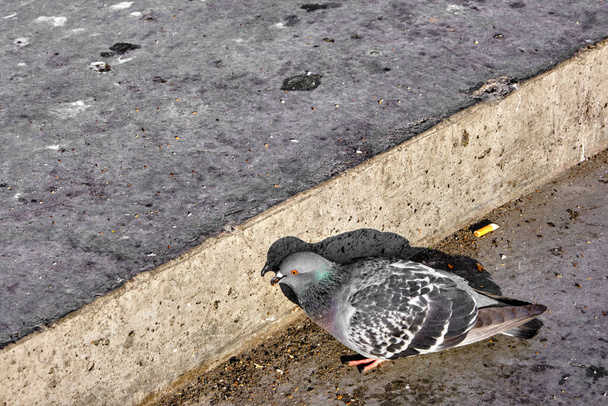 Tek güvercin ve güvercin. Boyunlarında gri tüyler ve renkli tüyler var. Tütsülenmiş sigaranın ucu yerde ve asfaltın yanında.. - Fotoğraf, Görsel