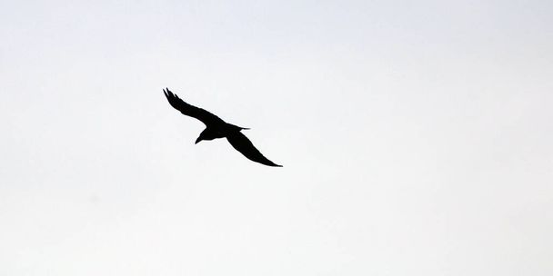 Σιλουέτα κορακιού στη μέση της πτήσης - Φωτογραφία, εικόνα