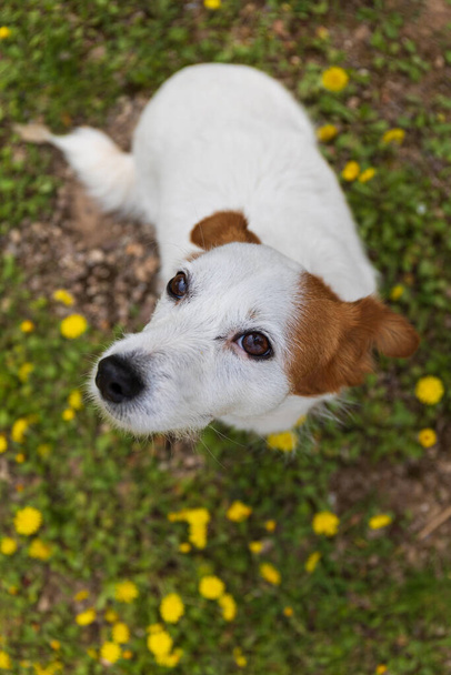 Jack Russell Terrier Hund blickt in die Kamera mit einem Hintergrund aus Gras und gelben Blumen. Selektive Unschärfe - Foto, Bild