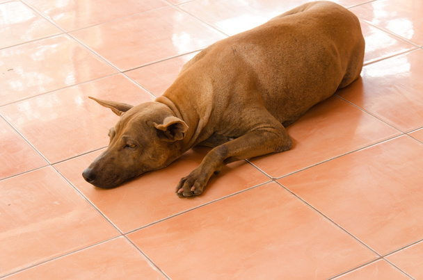Собака сну
 - Фото, зображення