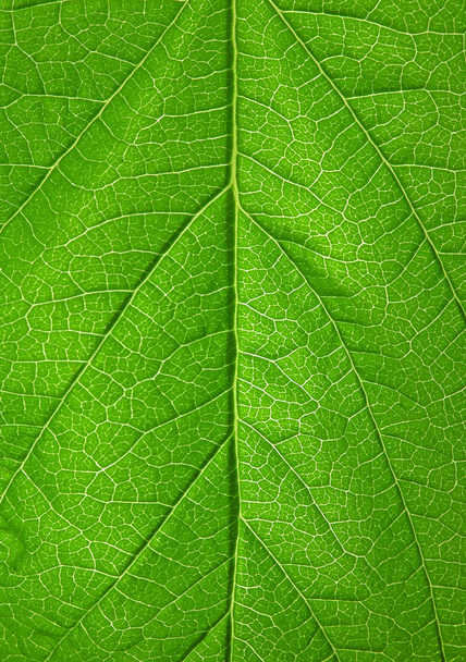 Leaf background - Foto, imagen