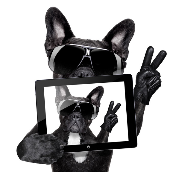 selfie dog - Photo, Image