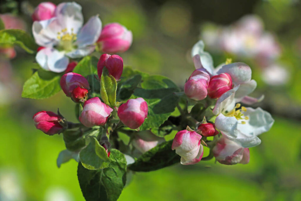 Rama floreciente brillante de un manzano en el jardín - Foto, Imagen