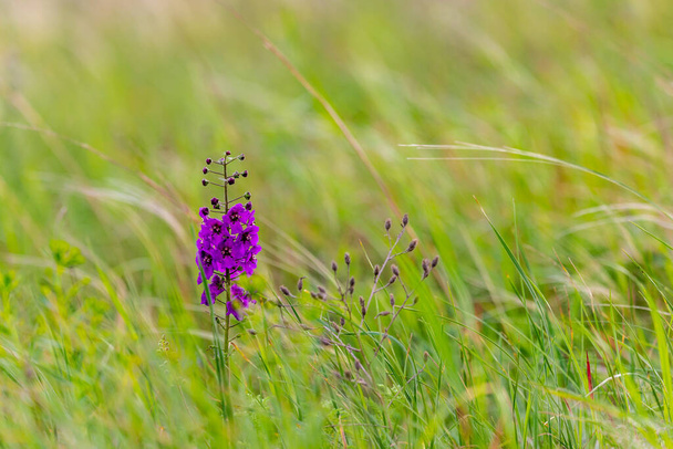 Verbascum phoeniceum bloem, Purple mullein of verleidster paarse plant uit de familie Scrophulariaceae groeien op grasland. - Foto, afbeelding