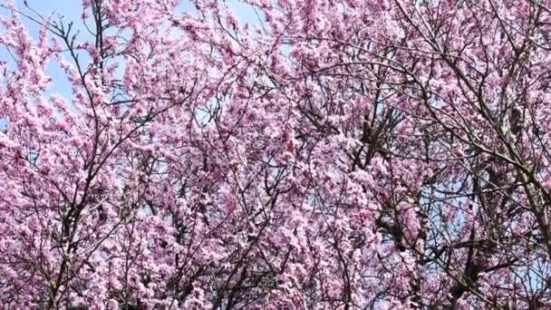 Japanese Cherry blossom in spring in Germany with camera drive - Materiał filmowy, wideo