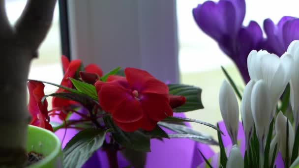 Kaunis punainen balsami kukka seisoo ikkunalaudalla potin - Materiaali, video