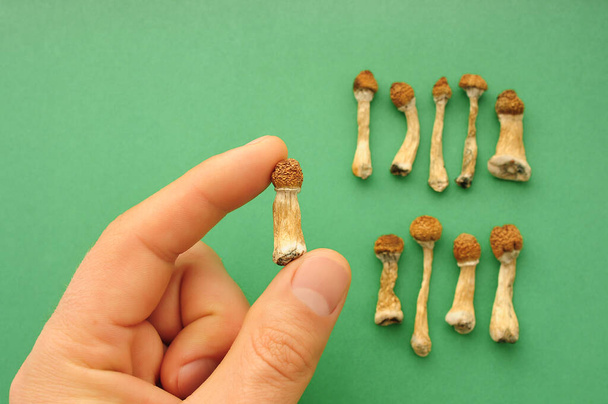 Psilocybe Cubensis mushrooms in man's hand on green background. Psilocybin psychedelic magic mushrooms Golden Teacher. Top view, flat lay. Micro-dosing concept. - Photo, Image