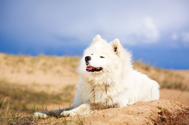 Dog on nature - Foto, Imagen