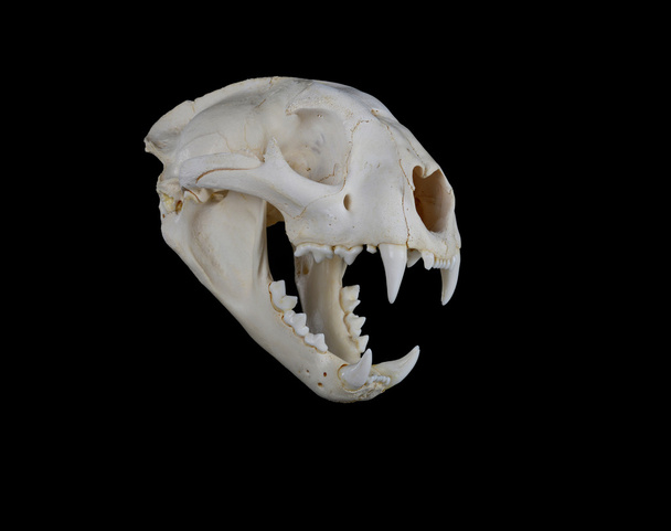 Cranio di Cougar
 - Foto, immagini