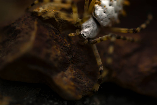 Μακρο στην Αργιόπη Αράχνη - Φωτογραφία, εικόνα
