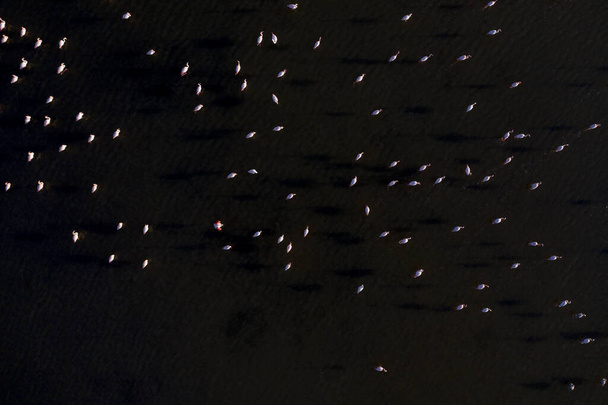Een patroon met Flamings - Foto, afbeelding