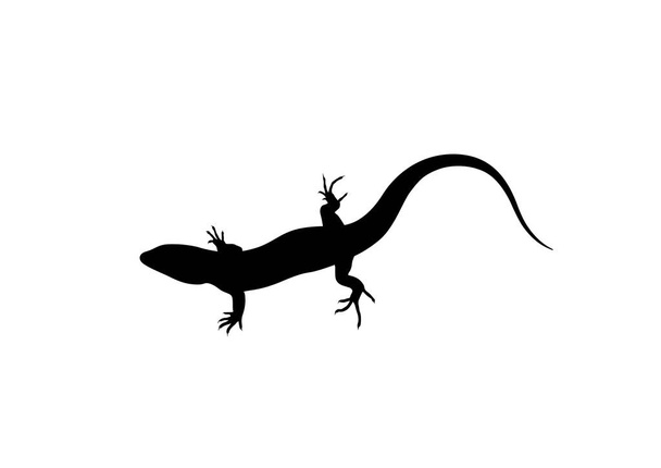 Silueta de lagarto sobre fondo blanco - Vector, Imagen