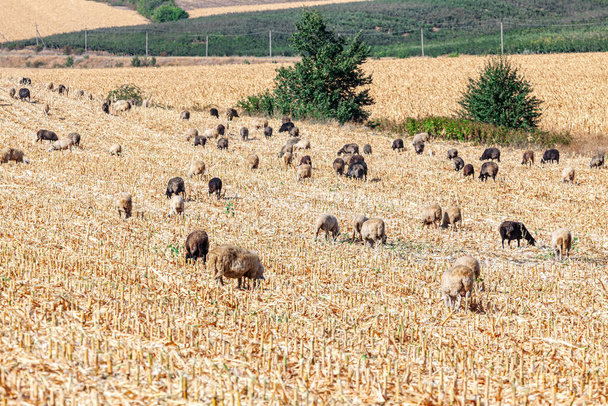 Rebaño de ovejas de granja que pastan en campos de maíz agrícolas vacíos - Foto, imagen