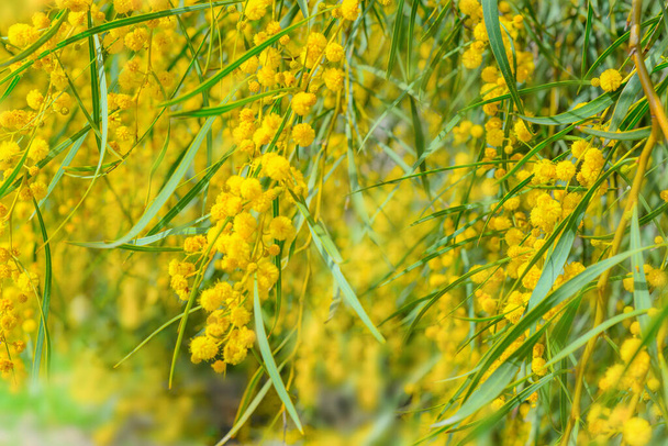 delicate bright floral background - the basis for a holiday card and photo wallpaper. Beautiful spring background with mimosa branches and flowers in focus and out of focus, selective focus. - Photo, Image