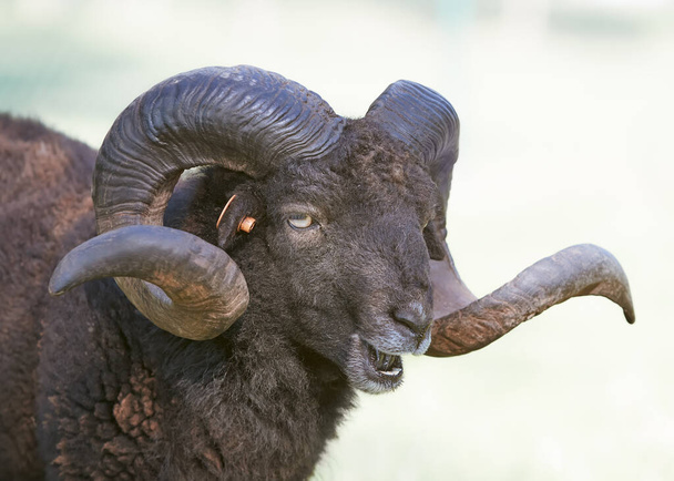 Close-up de um macho preto ovelhas ouessant com grandes chifres - Foto, Imagem