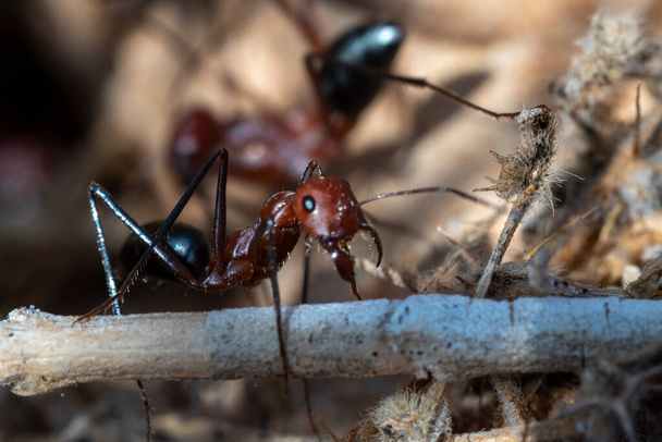 Sahara Desert Ameisen (Cataglyphis nodus) Makrofotografie beschäftigt, Vereinigte Arabische Emirate. Teamarbeit und Konzepte für Einfallsreichtum. - Foto, Bild