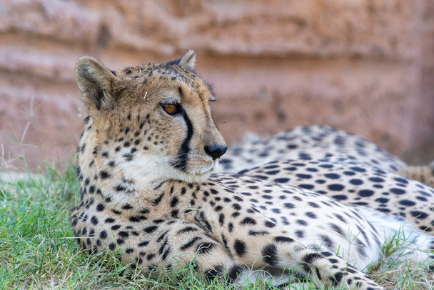 Cheetah (Acinonyx jubatus) de cerca descansando en la hierba de la sabana en un safari en África.  - Foto, imagen